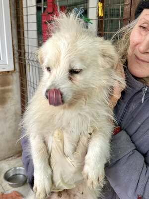 Weg vom Asphalt, rein ins Herz: Andrei sucht seine Menschen, Mischling - Rüde