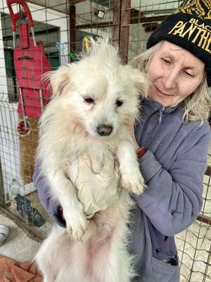 Weg vom Asphalt, rein ins Herz: Andrei sucht seine Menschen, Mischling - Rüde