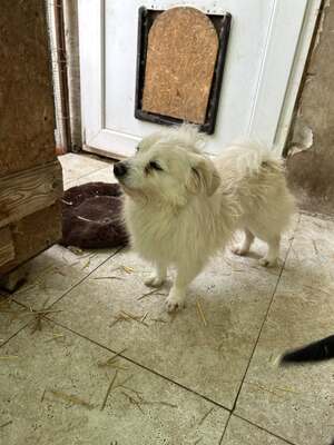 Weg vom Asphalt, rein ins Herz: Andrei sucht seine Menschen, Mischling - Rüde