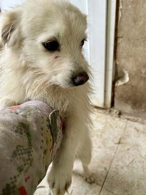 Weg vom Asphalt, rein ins Herz: Andrei sucht seine Menschen, Mischling - Rüde