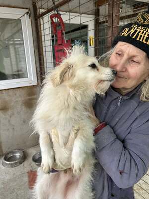 Weg vom Asphalt, rein ins Herz: Andrei sucht seine Menschen, Mischling - Rüde