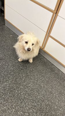 Weg vom Asphalt, rein ins Herz: Zwergerl Andrei sucht seine Menschen