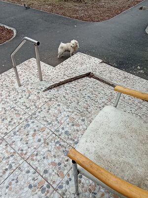 Weg vom Asphalt, rein ins Herz: Zwergerl Andrei sucht seine Menschen, Mischling - Rüde