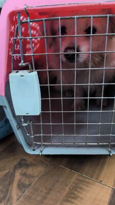 Weg vom Asphalt, rein ins Herz: Zwergerl Andrei sucht seine Menschen, Mischling - Rüde