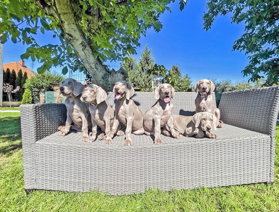 Weimaraner Welpen - Rüde 1