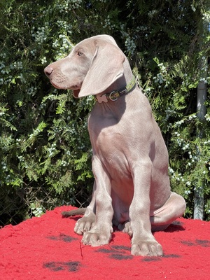 Weimaraner Welpen - Rüde