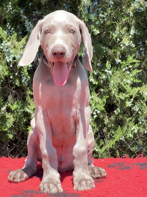 Weimaraner Welpen - Rüde