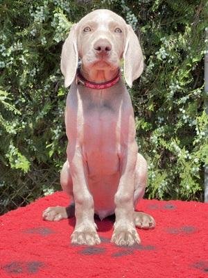 Weimaraner Welpen - Rüde