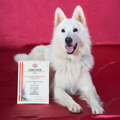 , Weißer Schweizer Schäferhund Welpen - Hündin