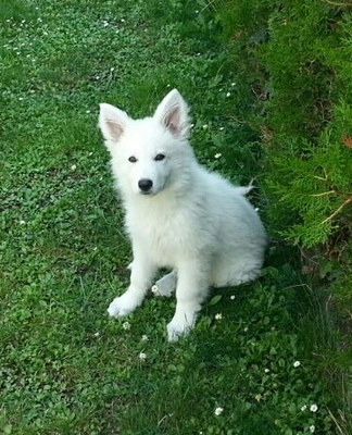Weißer Schweizer Schäferhund Welpen - Rüde