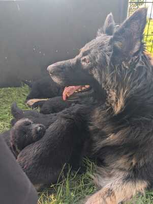 Welpe, Alt Deutscher Schäferhund Welpen - Hündin