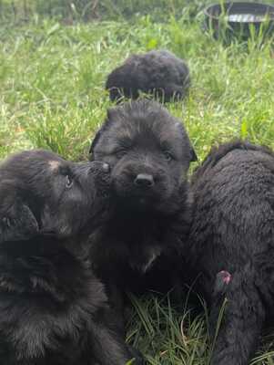Welpe, Alt Deutscher Schäferhund Welpen - Hündin