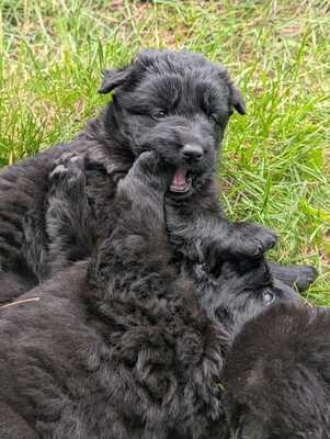 Welpe, Alt Deutscher Schäferhund Welpen - Hündin