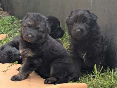 Welpe, Alt Deutscher Schäferhund Welpen - Hündin