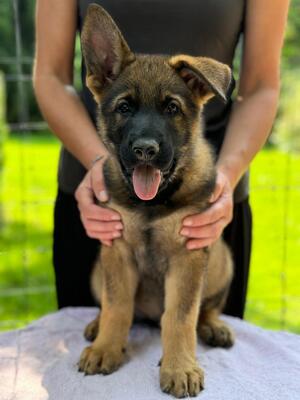 Welpe, Deutscher Schäferhund Welpen - Hündin