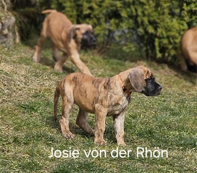 Welpen Deutsche Doggen von der Rhön, Deutsche Dogge Welpen - Rüde