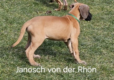 Welpen Deutsche Doggen von der Rhön, Deutsche Dogge Welpen - Rüde