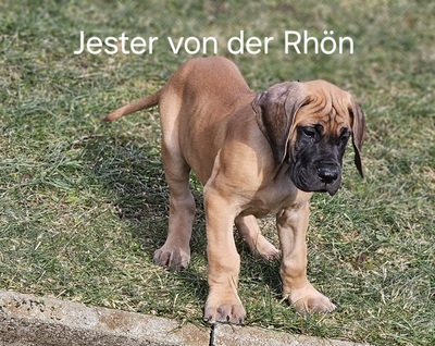 Welpen Deutsche Doggen von der Rhön, Deutsche Dogge Welpen - Rüde