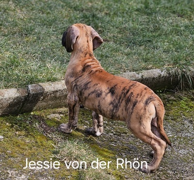 Welpen Deutsche Doggen von der Rhön, Deutsche Dogge Welpen - Rüde