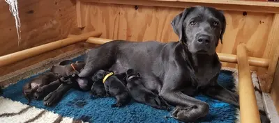 Welpen, Labrador Retriever Welpen - Hündin