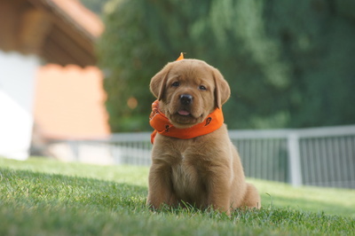 Welpen, Labradror Welpen - Hündin