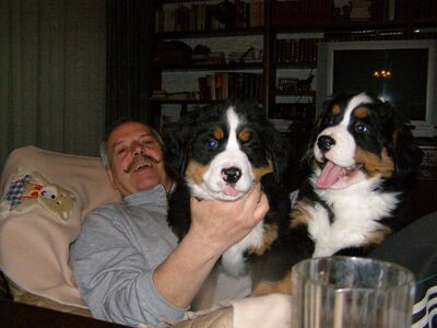Welpen = Rüden / Mädchen, Berner Sennenhund Welpen - Hündin