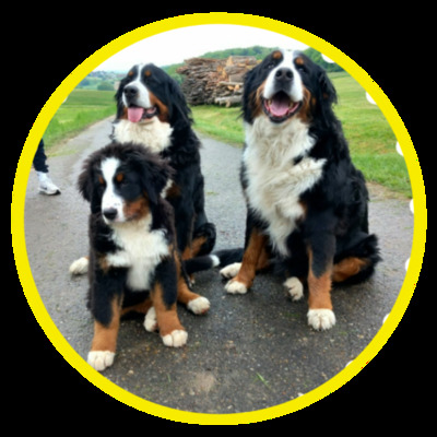 Welpen = Rüden / Mädchen, Berner Sennenhund Welpen - Hündin