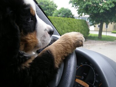 Welpen = Rüden / Mädchen, Berner Sennenhund Welpen - Hündin