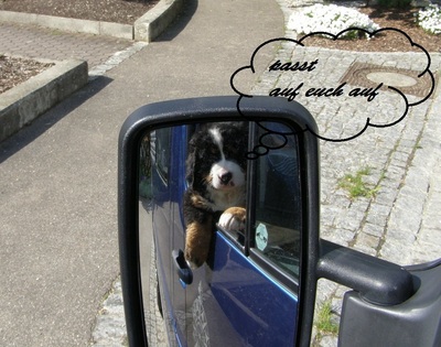Welpen = Rüden / Mädchen, Berner Sennenhund Welpen - Hündin