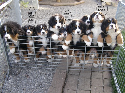 Welpen = Rüden / Mädchen, Berner Sennenhund Welpen - Hündin