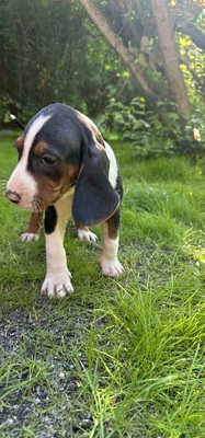 Welpen, Serbischer Laufhund Welpen - Hündin