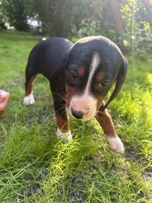 Welpen, Serbischer Laufhund Welpen - Hündin
