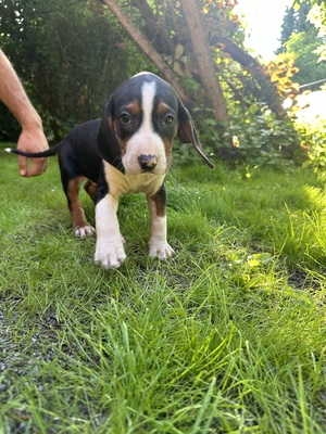 Welpen, Serbischer Laufhund Welpen - Hündin