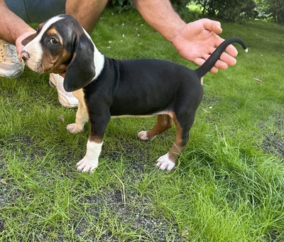 Welpen, Serbischer Laufhund Welpen - Hündin