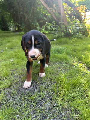 Welpen, Serbischer Laufhund Welpen - Hündin