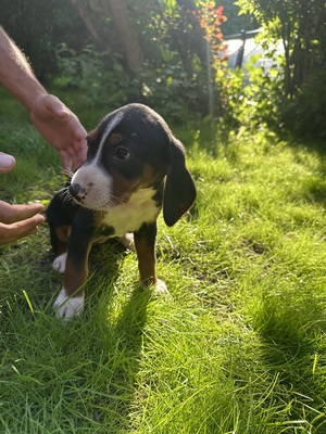 Welpen, Serbischer Laufhund Welpen - Hündin
