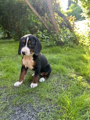 Welpen, Serbischer Laufhund Welpen - Hündin