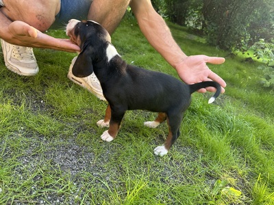 Welpen, Serbischer Laufhund Welpen - Hündin