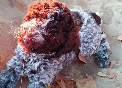 Welpen aus dem Wurf 2025, Lagotto Rmagnolo Welpen - Hündin