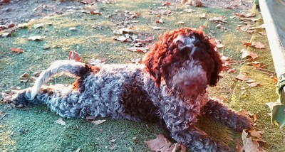 Welpen aus dem Wurf 2025, Lagotto Rmagnolo Welpen - Hündin