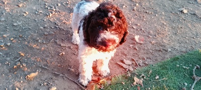 Welpen aus dem Wurf 2025, Lagotto Rmagnolo Welpen - Hündin
