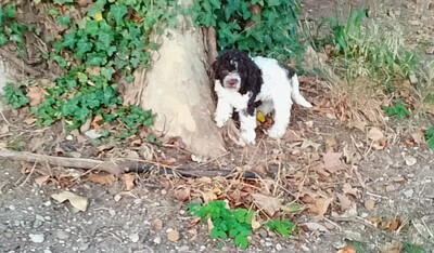 Welpen aus dem Wurf 2025, Lagotto Rmagnolo Welpen - Hündin