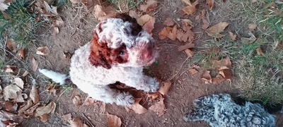 Welpen aus dem Wurf 2025, Lagotto Rmagnolo Welpen - Hündin