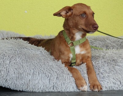 Wendy, Mischling Welpen - Hündin
