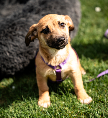 Wendy, mischling Welpen - Hündin