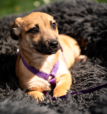 Wendy, mischling Welpen - Hündin