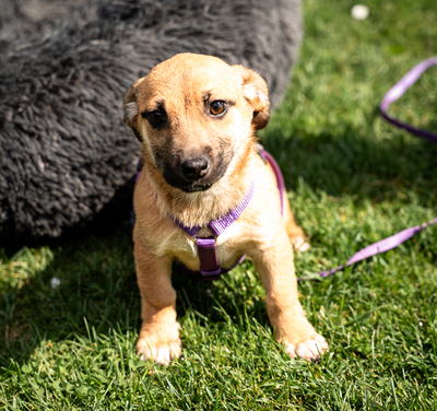 Wendy, mischling Welpen - Hündin