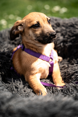 Wendy, mischling Welpen - Hündin