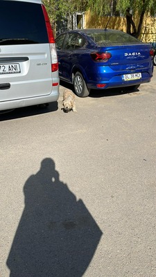 Wenn jemand leise um Hilfe bittet, Mischling - Hündin