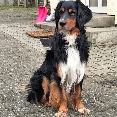 💥Wer möchte diesem hübschen, aktiven Kerl ein ein tolles neues Zuhause geben👈🏻, Gordon Setter Mischling - Rüde